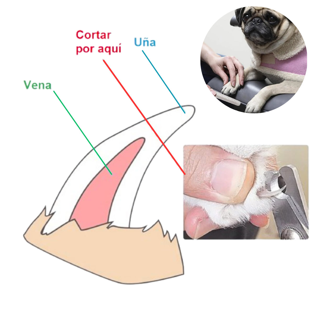 CORTAUÑAS TIJERA Y LIMA GATOS Y PERROS-MASCOTA CELESTE BORDE