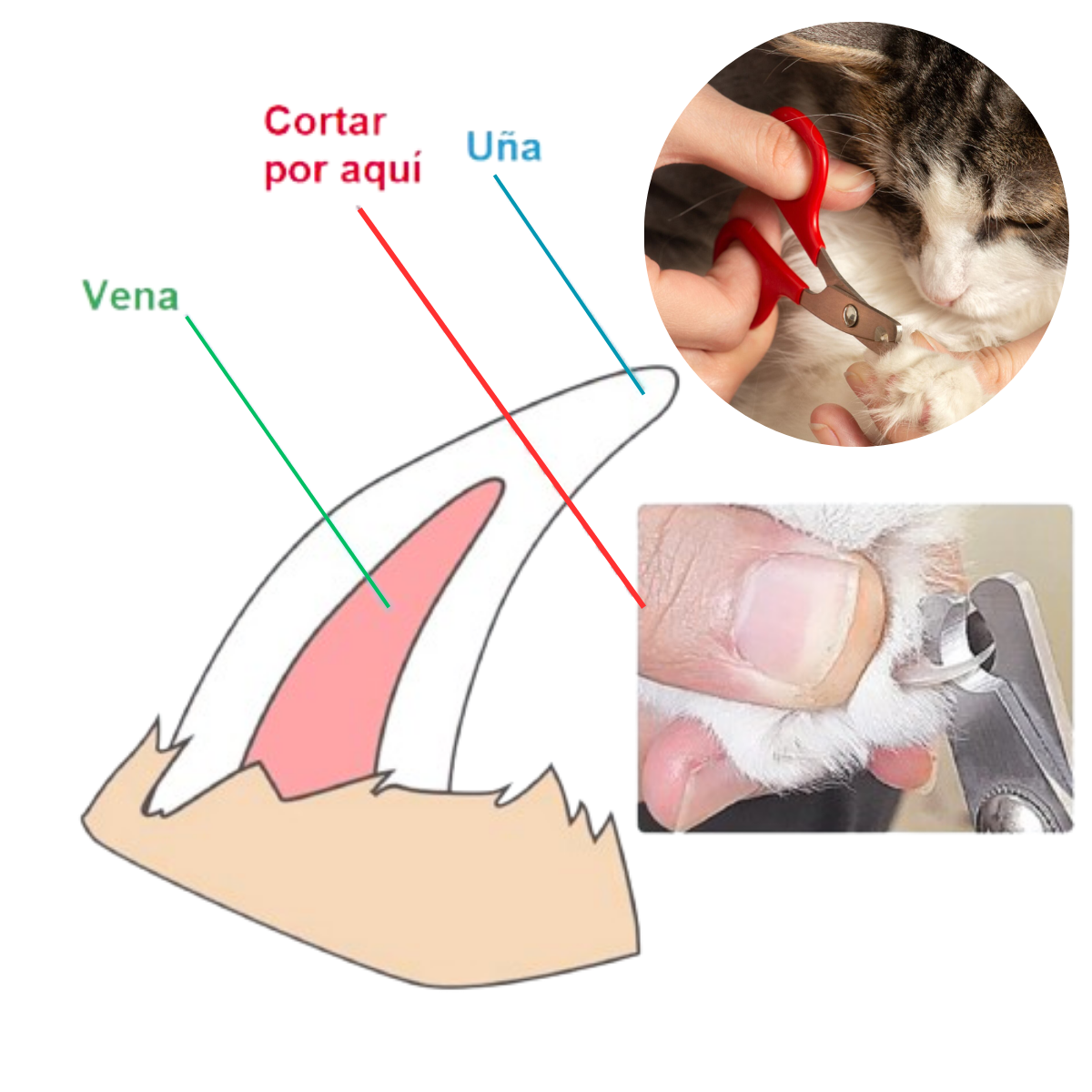 CORTA UÑAS TIJERA Y LIMA PARA GATOS Y PERROS - MASCOTA AZUL