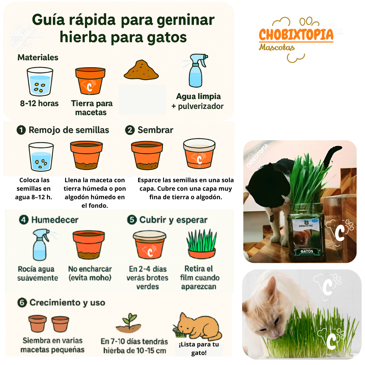 SEMILLA DE HIERBA GATERA EN SOBRE x 20g