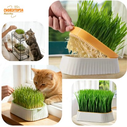 CAJA DE HIERBA GATERA MACETA PARA GATOS - GREY