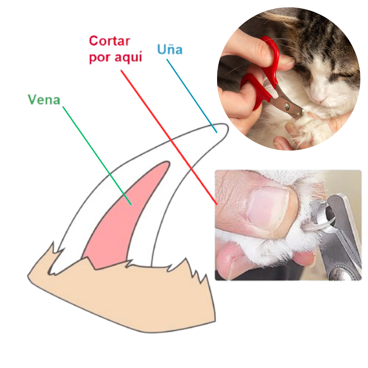 CORTA UÑAS TIJERA Y LIMA PARA GATOS  Y PERROS - MASCOTA ROSADO