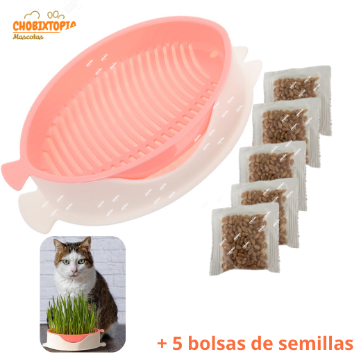 HIERBA GATERA MACETA PESCADITO - PARA GATOS - MELON
