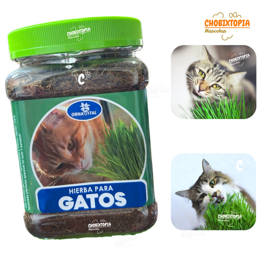 POTE CON SUTRATO PARA HIERBA GATERA + SACHET DE SEMILLAS