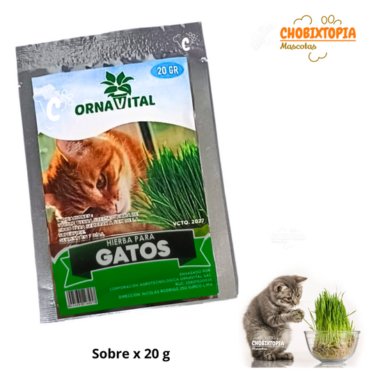SEMILLA DE HIERBA GATERA EN SOBRE x 20g